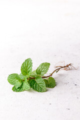 mint plant on a white textured background, popular fresh green organic fragrant herb with roots, closeup view with copy space