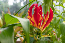 Gloriosa Superba Bright Flower. Natural Close Up Photo.