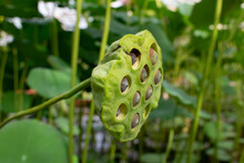 Lotus Leaf And Lotus Seeds. Natural Close Up Photo.
