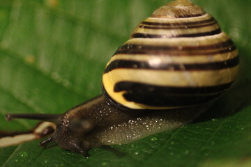 macro close up of a banded snail on a leaf