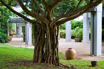 Sticker - The tree like root in Okinawa.