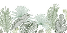Vector Illustration Of The Jungle. Graphic Linear Green Palm And Banana Leaves