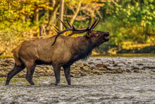 Bull Elk In Rut Bugling As It Crosses River