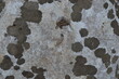 Líquenes en roca de color claro