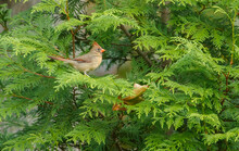 Female Cardinal On Cedar Tree
