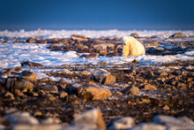 Polar Bear Sits On Tundra Watching Camera