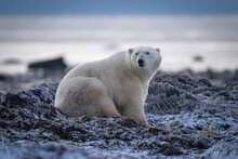 Polar Bear Sits On Kelp Looking Back