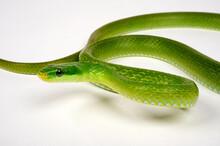 Green Trinket Snake, Green Bush Rat Snake // Grüne Strauchnatter, Grüne Spitzkopfnatter (Gonyosoma Prasinum)