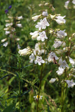 The Summer Wildflower Penstemon Digitalis (foxglove Beardtongue Or Foxglove Penstemon) In Flower