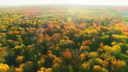 Wall Mural - Aerial video of autumn forest at sunrise