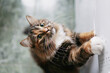 © Natalia - The cat reaches out with his paw to get food