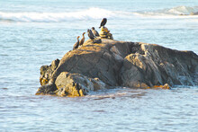 Black Cormorants On A Rock