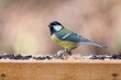 A great tit (Parus major) on a bird table eating bird food