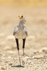 Wall Mural - Secretary Bird in the Kgalagadi