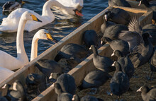 A Pair Of Whooper Swans And Coots At The Empty Food Station In The Bay Strömmen A Winter Day In Stockholm