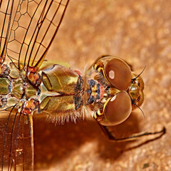 Poster - dragonfly on a flower