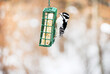 Woodpecker on a Suet Feeder in the Winter