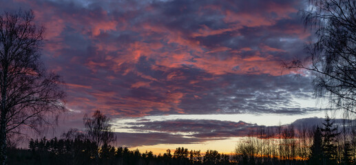 Wall Mural - purple clouds with a golden horizon over the woods at sunset
