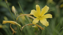 Yellow Daylily Hemerocallis Flower Closeup