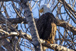 A wild bald eagle perched on a tree during the day in Cherry Creek State Park in Colorado.