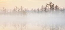 Forest Lake (bog) In A Thick Mysterious Fog At Sunrise. Cenas Tirelis, Latvia. Mighty Evergreen Trees. Golden Sunlight. Symmetry Reflections On The Water. Idyllic Autumn Landscape