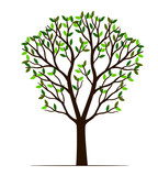 Fototapeta Panele - Green Spring Tree. Vector outline Illustration. Plant in Garden.