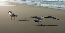 Gull On A Sandy Beach.