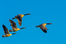 Four Canada Geese, Branta Canadensis, Are Lit By The Setting Sun As They Fly Thru A Clear Blue Sky Over A Wetland Near Culver, Indiana