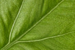 © Alvaro - super macro of a green leaf of a plant showing the leaf veins