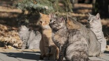 Lot Of Homeless Cats Are Sitting Together In A Public Park In Nature, Slow Motion. A Flock Of Multicolored Cats In The City Park. A Group Of Stray Cats Is Walking On A Sunny Day In Nature, In Autumn.