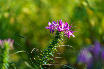 Poster - Natural landscape with beautiful purple flowers.