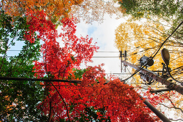 japanese power poles, power lines and autumn maple trees