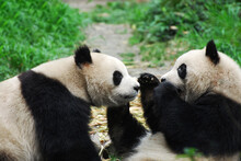 Two Giant Panda Playing Outdoor In The Zoo