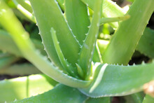 Close Up Fresh Green Aloe Vera Plant In The Herb Garden.