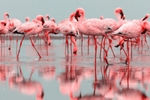 Wild African Birds. Groupe Of Red Flamingo Birds On The Blue Lagoon.