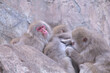 子猿の蚤取りをしている母猿と見守っている父猿