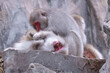 岩の上で蚤取りしている日本猿の夫婦