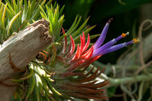 Sydney Australia, Purple Flowering Tillandsia Ionantha Or Sky Plant An Epiphyte 