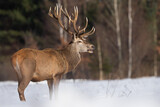 Fototapeta  - Jeleń szlachetny (Cervus elaphus) Red Deer Stag
