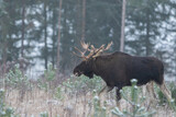 Fototapeta  - Łoś euroazjatycki (Alces alces ) Moose