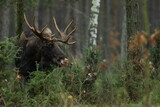 Fototapeta  - Łoś euroazjatycki (Alces alces ) Moose
