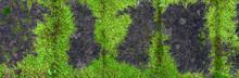 Vibrant Green Moss Growing On A Checkerboard Brick Patio, As A Patterned Nature Background
