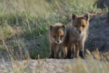 Lis zwyczajny (red fox) Fox