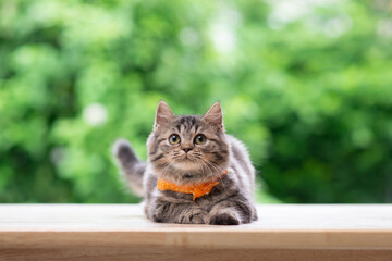 Poster - Cute persian kitten sitting  and looking up