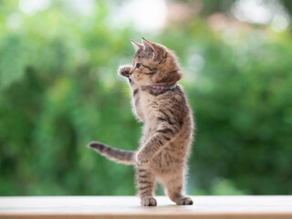 Wall Mural - Tabby kitten standing with hind legs