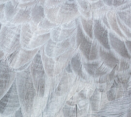 Wall Mural - Close-up of a feather on an eagle as an abstract background.