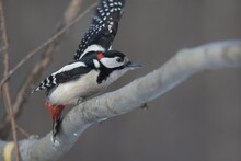 Great Spotted Woodpecker On A Branch