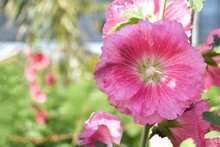 Lovely Pink Flowers, Alcea Rosea, Pink Hollyhock Or Memecylon Ovatum In A Botanical Garden On A Sunny Day.
