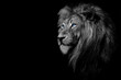 African male lion , wildlife animal Black and white but with colored eyes