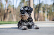 Cute Black Miniature Schnauzer Dog With Silver Color In Spring Park Or Forest